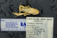 Procambarus (Ortmannicus) image